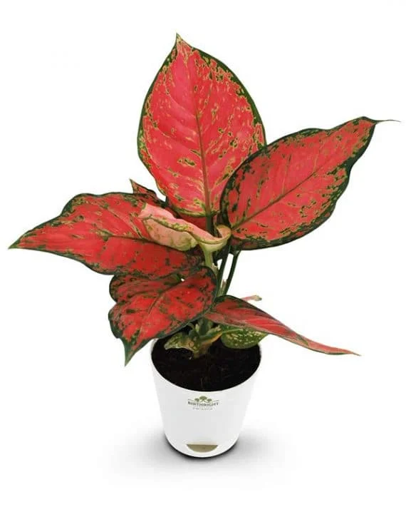 Aglaonema Red Plant