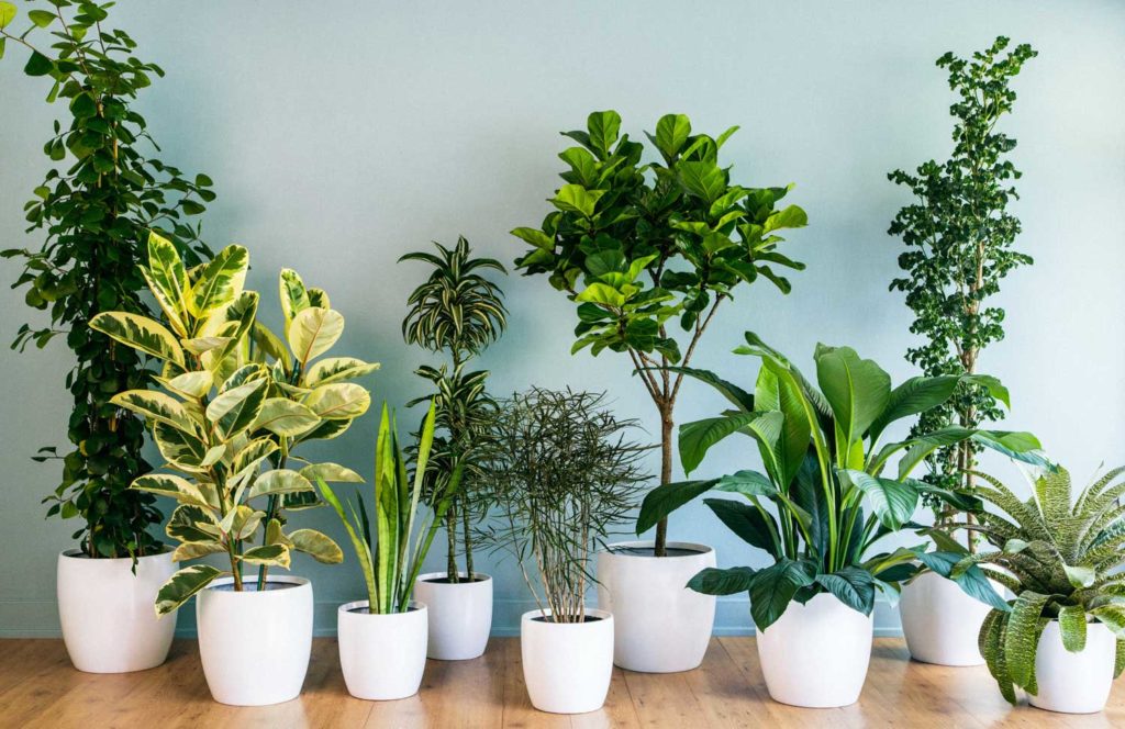 best indoor plants online