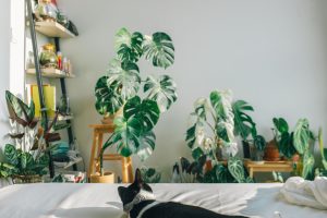 Best Indoor Plants to Purify Air Inside Living Area