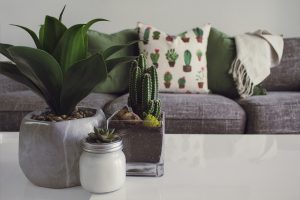 Most Popular Indoor Plants for your Condo