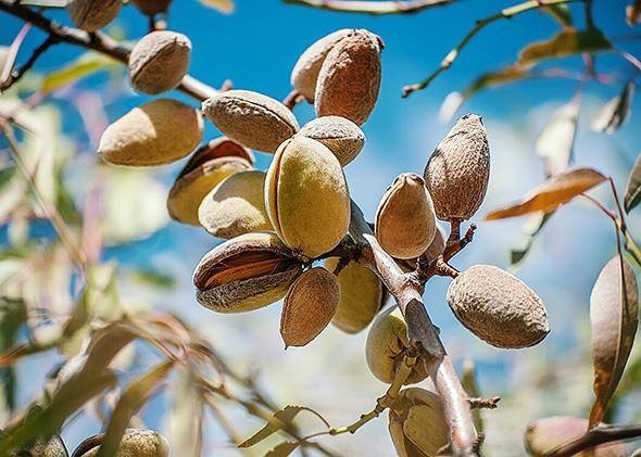 Understand The Background Of Almond Farming Now In Detail