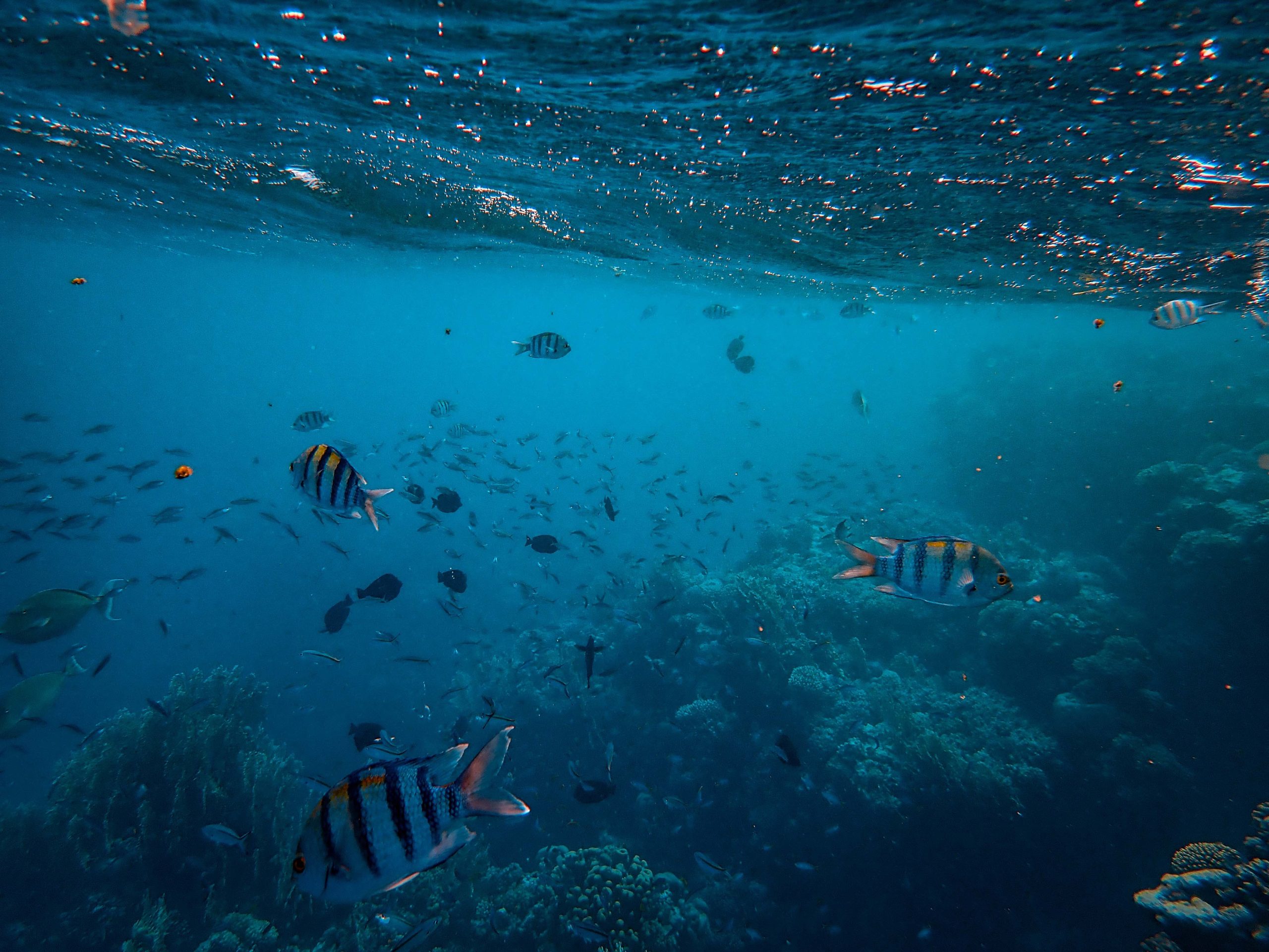 Philippine Diving Spots