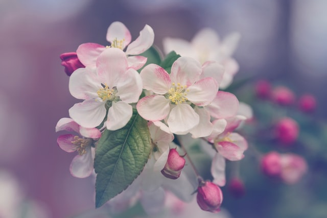 order blooms online