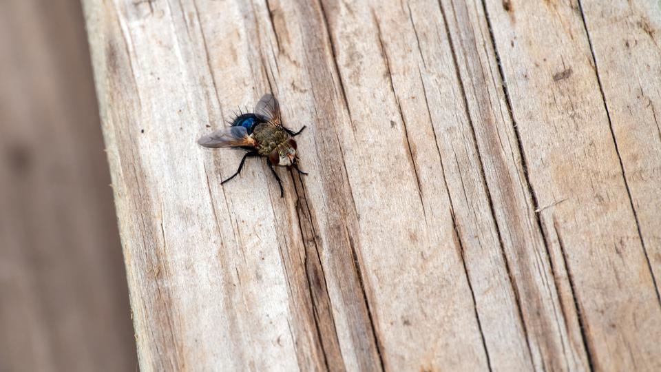 How To: Get Rid of Flies Outside