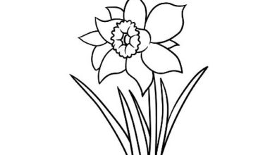 Photo of Instructions for Drawing a Daffodil