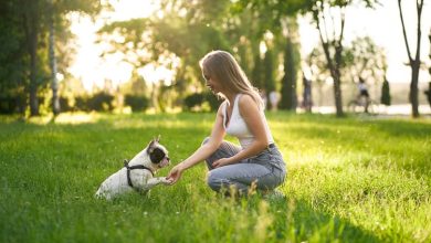 Photo of Where can I find the best dog trainers in Delhi?
