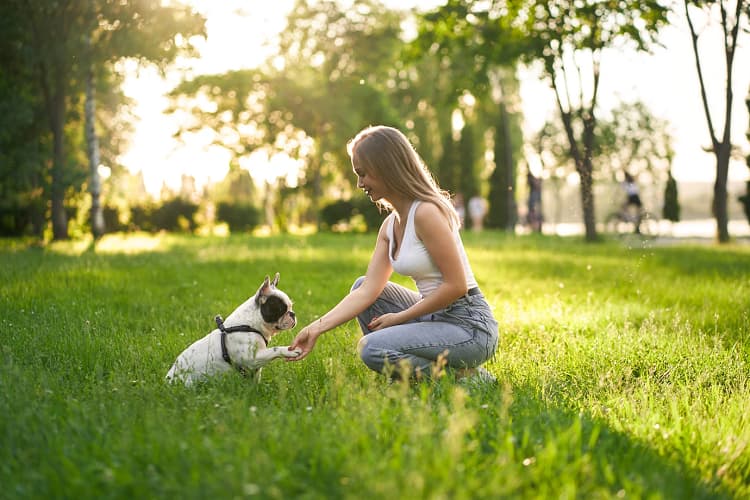 dog trainers