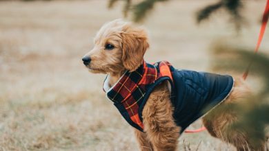 Photo of Looking to Train Your Goldendoodle in Virginia? Here’s All You Need to Know
